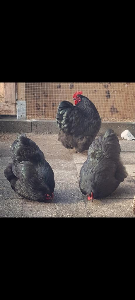 Orpington kriel zwart split hennen, Dieren en Toebehoren, Pluimvee, Kip, Vrouwelijk