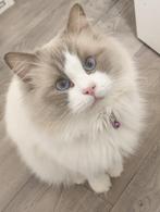Nano Ragdoll Lilac bicolor Dekkater, Dieren en Toebehoren, Katten en Kittens | Dekkaters, 3 tot 5 jaar