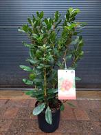 Arbutus Unedo - Aardbeiboom / Aardbeienboom H: 70 cm., Tuin en Terras, Planten | Tuinplanten, Ophalen, Volle zon, Vaste plant