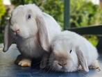 Superlief duo , erg geschikt voor kinderen!, Dieren en Toebehoren, Konijnen, Mannelijk, Dwerg, Hangoor