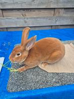 Standaard rex konijn ram geel gevaccineerd, Vis