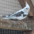 Bonte witmasker valkparkiet man., Mannelijk, Parkiet, Geringd