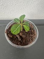 Madagascar Jewel stekje, Ophalen, Overige soorten, Minder dan 100 cm