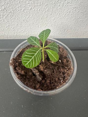 Madagascar Jewel stekje beschikbaar voor biedingen