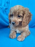 Lieve kleine doodle pups  💗🩵, Dieren en Toebehoren, Honden | Chihuahua's en Gezelschapshonden, Nederland, Overige rassen, CDV (hondenziekte)