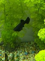 Baby/jong black molly vrouwtjes, Vis
