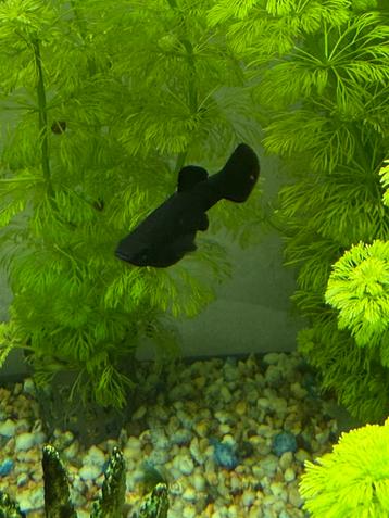 Baby/jong black molly vrouwtjes beschikbaar voor biedingen