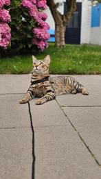 Knappe lieve 2 jarige kat zoekt een nieuw huisje, Dieren en Toebehoren, Katten en Kittens | Raskatten | Korthaar, Kater, Gechipt