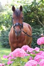 Weidemaatje te koop aangeboden, Dieren en Toebehoren, Pony's, Gechipt, Ruin, Niet van toepassing, 11 jaar of ouder