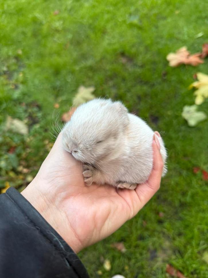 Minilop konijntjes, Dieren en Toebehoren, Konijnen, Meerdere dieren