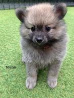 Pomeranian / Pomeriaan pups !, Dieren en Toebehoren, Keeshond, Meerdere, Meerdere dieren, Nederland