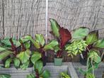 Ensete ventricosem maurelii in diverse maten beschikbaar!, Ophalen of Verzenden, Overige soorten, Minder dan 100 cm
