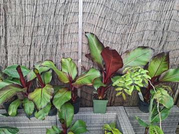 Ensete ventricosem maurelii in diverse maten beschikbaar! beschikbaar voor biedingen