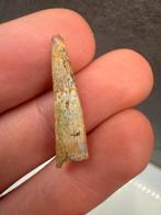 Pterosaur tand (Coloborhynchus?), Ophalen of Verzenden, Fossiel