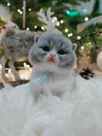 Prachtige Britse kortharige kittens zoeken liefdevol thuis, Dieren en Toebehoren, Katten en Kittens | Raskatten | Korthaar, Meerdere dieren