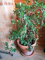 Plant crassula (jadeplant)met pot 90cm, Ophalen, Halfschaduw, Minder dan 100 cm