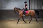 Bijrijder gezocht, Dieren en Toebehoren, Toebehoren, 1 paard of pony