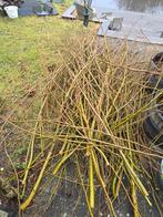 Wilgentakken en Dakplantaantakken, Ophalen, Gebruikt, Hardhout, Minder dan 180 cm