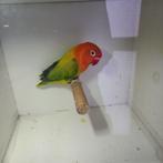 Fischeri kweekman, Dieren en Toebehoren, Geslacht onbekend, Dwergpapegaai of Agapornis, Geringd