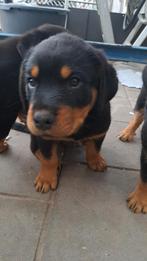 Rottweiler pups mogen naar nieuw huisje, Dieren en Toebehoren, Rabiës (hondsdolheid), 8 tot 15 weken, Groot, Meerdere