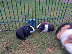Cavia beertjes, Dieren en Toebehoren, Augustus, Mannelijk, Cavia