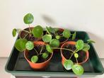 Pannenkoek plantjes (Pilea Peperomioides), Ophalen, Overige soorten, In pot, Minder dan 100 cm