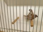 Drie koppels japanse meeuwen japanse meeuwtjes meeuw, Meerdere dieren, Tropenvogel