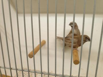Drie koppels japanse meeuwen japanse meeuwtjes meeuw  beschikbaar voor biedingen