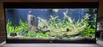 Juwel RIO 240 - LED, Dieren en Toebehoren, Vissen | Aquaria en Toebehoren, Ophalen, Zo goed als nieuw, Leeg aquarium