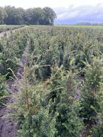 Taxus Baccata - Venijnboom, Bloeit niet, Halfschaduw, 100 tot 250 cm, Overige soorten