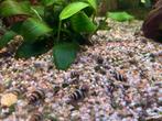 Helena slaketende slakken, Dieren en Toebehoren, Vissen | Aquariumvissen, Slak of Weekdier