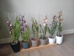 6 bijzondere orchideeën kamerplant evt te bezorgen*, Huis en Inrichting, Kamerplanten, Ophalen, Overige soorten, Halfschaduw, In pot