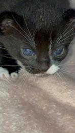 2 poesjes en 2 kater ‘s  nog beschikbaar, Dieren en Toebehoren, Katten en Kittens | Overige Katten, Meerdere dieren, Kortharig