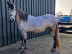 Weidemaatje: mensgerichte en knuffelruin PRE van 8 jaar, Dieren en Toebehoren, Paarden, Minder dan 160 cm, Ruin, Gechipt, 7 tot 10 jaar
