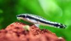 Otocinclus affinis - Koidream Valburg, Dieren en Toebehoren, Vis, Zoetwatervis