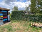 Beukenhaag 9m, Tuin en Terras, Ophalen, Beukenhaag, Haag, 100 tot 250 cm