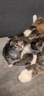Noorse boskat kittens, Poes