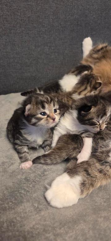 Noorse boskat kittens  beschikbaar voor biedingen