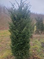 Taxus baccata met kluit aangeboden., Tuin en Terras, Planten | Struiken en Hagen, Taxus, Ophalen