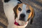 Deze hele lieve Beagle zoekt een heel lief baasje!, Dieren en Toebehoren, Beagle, Particulier, Buitenland, Teef