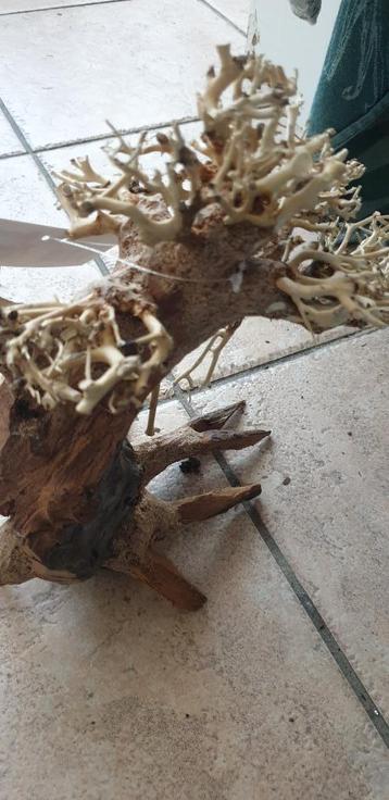 Superfish Bonsai driftwood large bonsai boom nieuw beschikbaar voor biedingen