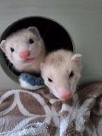 2 lieve fretten SPOED, Dieren en Toebehoren, Overige Dieren, Maart, Mannelijk