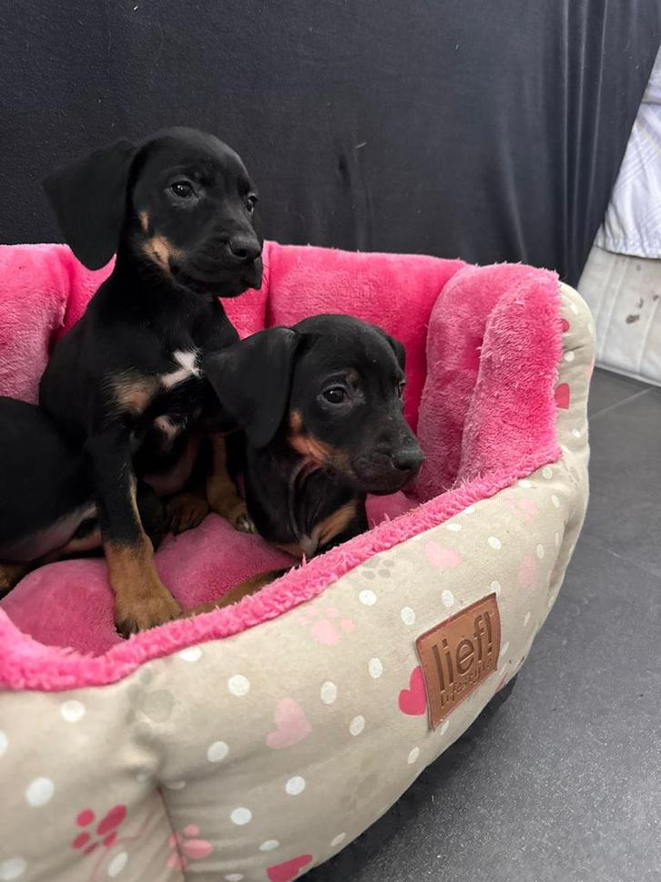 Leuke kruising pups teef en reu black and tan, Dieren en Toebehoren, Honden | Teckels en Dashonden, Meerdere dieren, Korthaar
