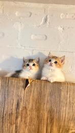 Britse  koorthaar kitten te koop, Dieren en Toebehoren, Katten en Kittens | Raskatten | Korthaar, Poes, Ontwormd, 0 tot 2 jaar