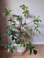 Philodendron Florida green - Prachtige kamerplant!, Huis en Inrichting, 100 tot 150 cm, Overige soorten, In pot, Groene kamerplant