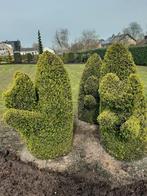 Buxus eekhoorn, Tuin en Terras, Buxus, Struik, Ophalen, 100 tot 250 cm