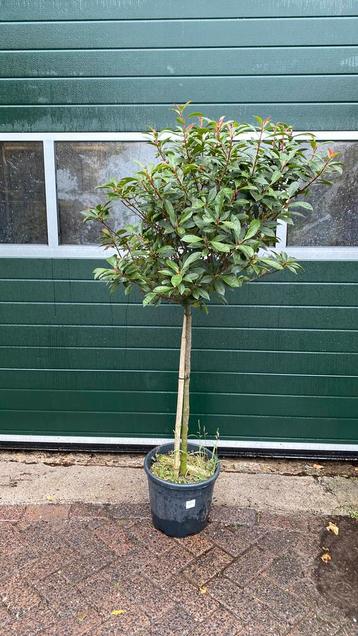 Photinia op stam 1,50 hoog nu 25% korting beschikbaar voor biedingen