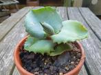Agave marmorata 'Papillio', Tuin en Terras, Planten | Tuinplanten, Overige soorten, Volle zon, Vaste plant, Ophalen of Verzenden