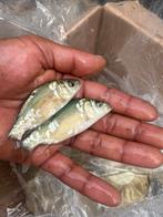 spiegelkarper, Dieren en Toebehoren, Karper of Koi