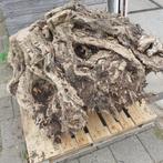 olijf wortel voor meubelmaker of houtdraaier, Doe-het-zelf en Verbouw, Hout en Planken, Ophalen, Minder dan 25 mm, Nieuw, Plank